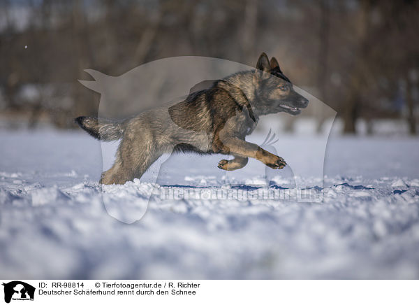 Deutscher Schferhund rennt durch den Schnee / German Shepherd runs through the snow / RR-98814