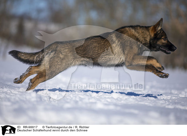 Deutscher Schferhund rennt durch den Schnee / German Shepherd runs through the snow / RR-98817