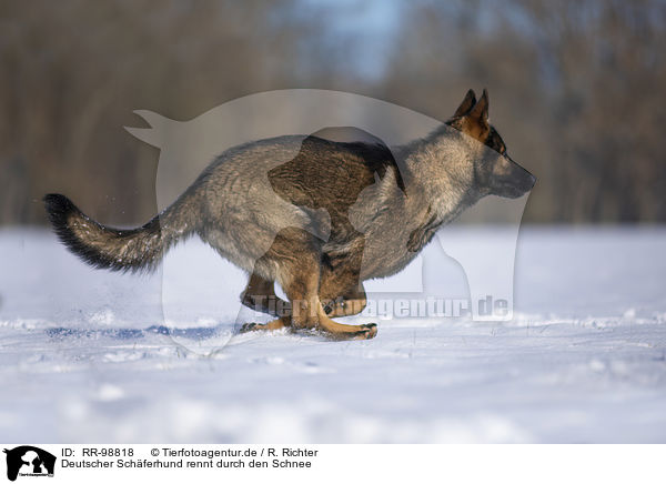 Deutscher Schferhund rennt durch den Schnee / German Shepherd runs through the snow / RR-98818