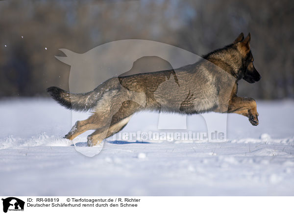 Deutscher Schferhund rennt durch den Schnee / German Shepherd runs through the snow / RR-98819