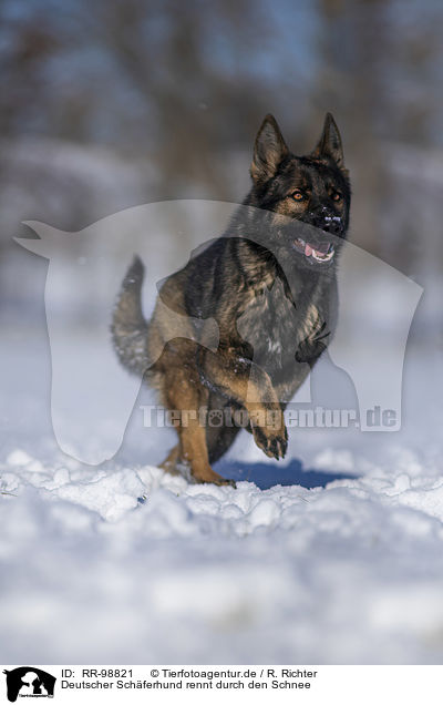 Deutscher Schferhund rennt durch den Schnee / German Shepherd runs through the snow / RR-98821