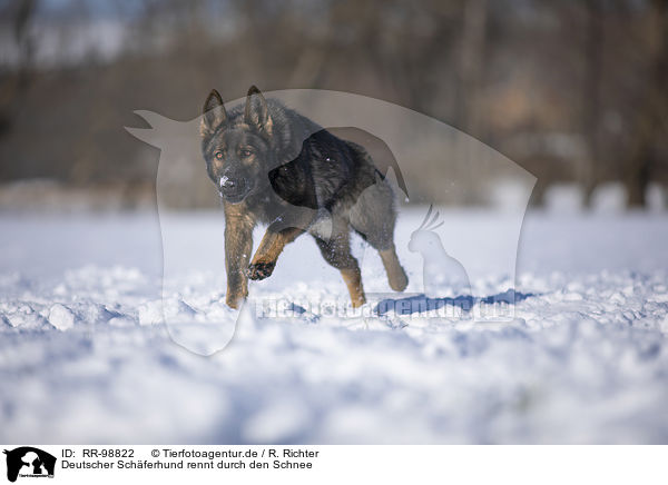 Deutscher Schferhund rennt durch den Schnee / German Shepherd runs through the snow / RR-98822