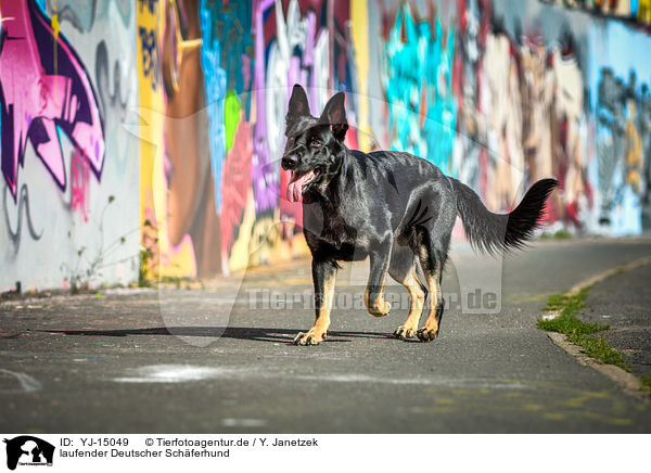 laufender Deutscher Schferhund / walking German Shepherd / YJ-15049
