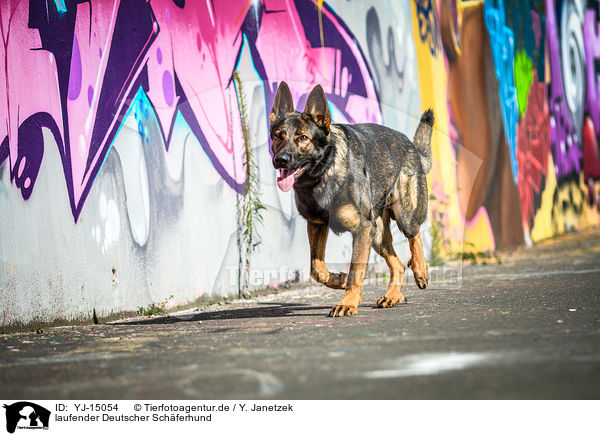 laufender Deutscher Schferhund / walking German Shepherd / YJ-15054