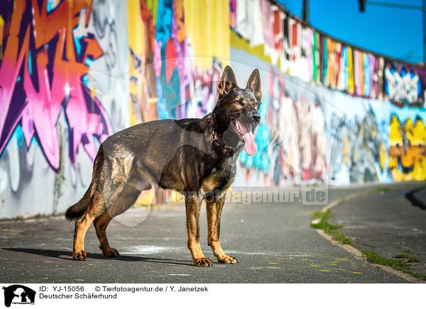 Deutscher Schferhund / German Shepherd / YJ-15056
