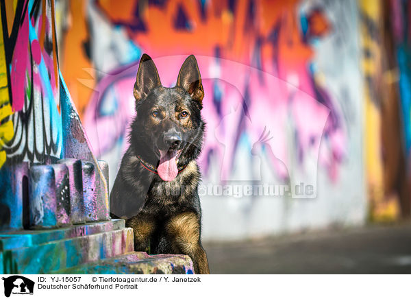 Deutscher Schferhund Portrait / German Shepherd Portrait / YJ-15057