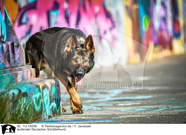 laufender Deutscher Schferhund / walking German Shepherd / YJ-15058
