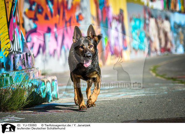 laufender Deutscher Schferhund / walking German Shepherd / YJ-15060