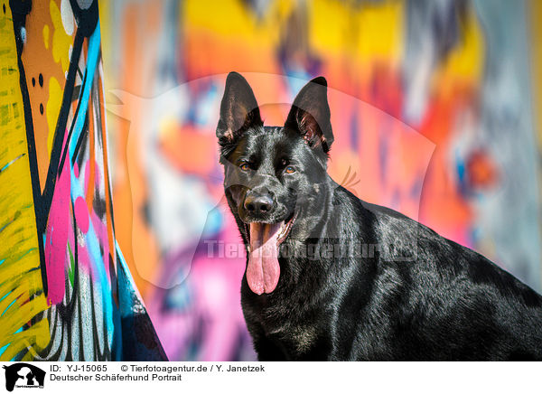 Deutscher Schferhund Portrait / German Shepherd Portrait / YJ-15065