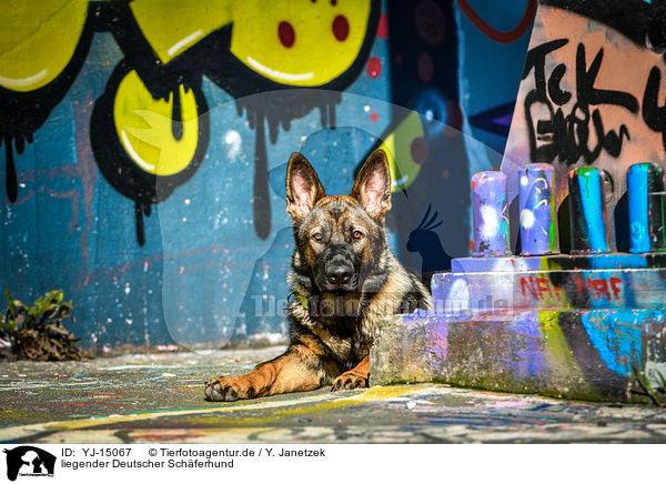 liegender Deutscher Schferhund / lying German Shepherd / YJ-15067