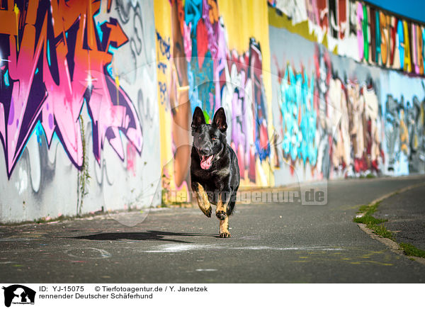 rennender Deutscher Schferhund / running German Shepherd / YJ-15075