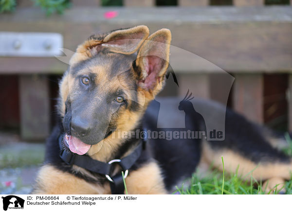 Deutscher Schferhund Welpe / German Shepherd Puppy / PM-06664