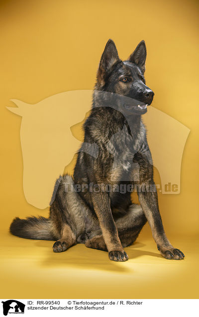 sitzender Deutscher Schferhund / sitting German Shepherd / RR-99540