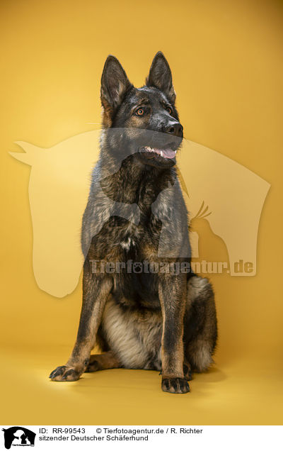 sitzender Deutscher Schferhund / sitting German Shepherd / RR-99543