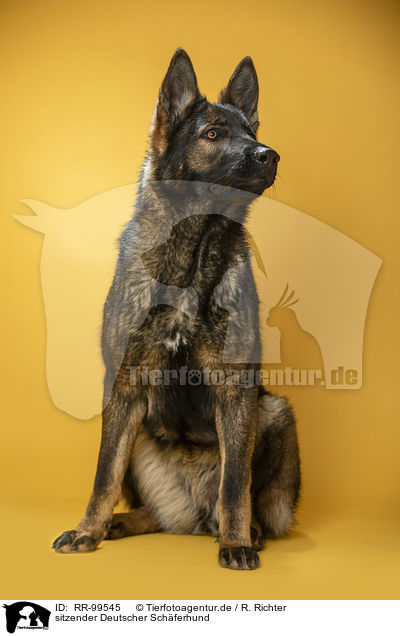sitzender Deutscher Schferhund / sitting German Shepherd / RR-99545