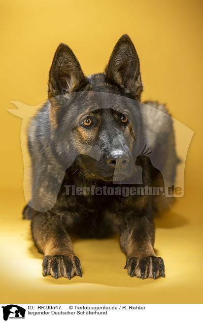 liegender Deutscher Schferhund / lying German Shepherd / RR-99547