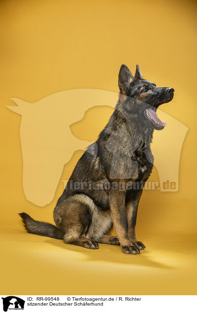 sitzender Deutscher Schferhund / sitting German Shepherd / RR-99548