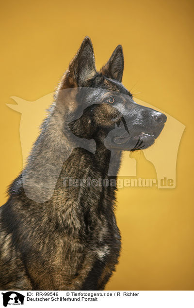 Deutscher Schferhund Portrait / Geman Shepherd Portrait / RR-99549