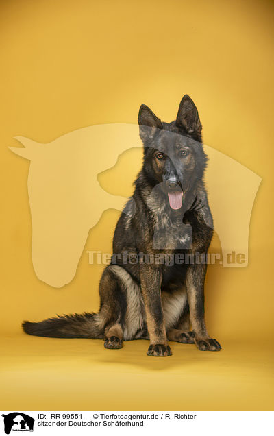 sitzender Deutscher Schferhund / sitting German Shepherd / RR-99551