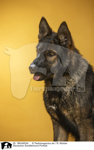 Deutscher Schferhund Portrait / Geman Shepherd Portrait / RR-99554