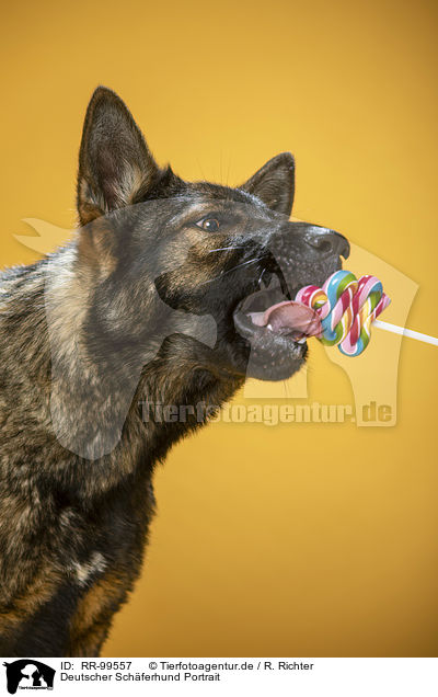 Deutscher Schferhund Portrait / Geman Shepherd Portrait / RR-99557