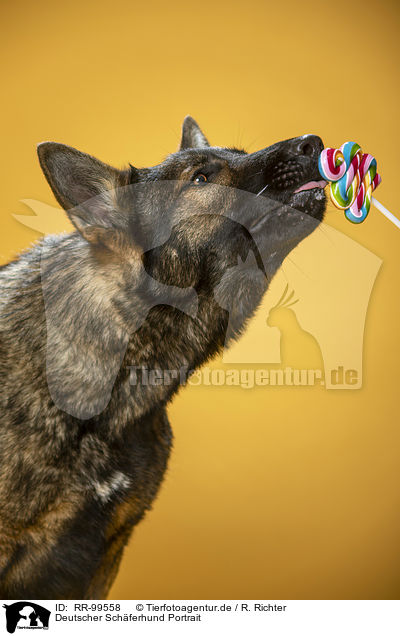 Deutscher Schferhund Portrait / Geman Shepherd Portrait / RR-99558