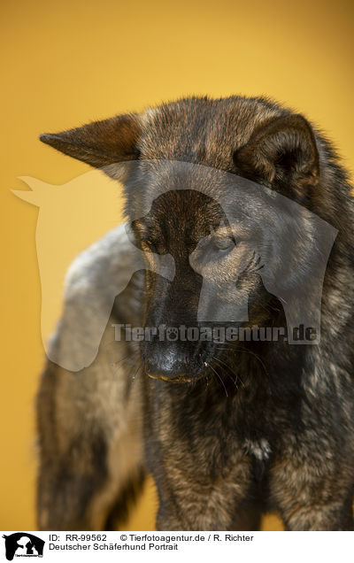 Deutscher Schferhund Portrait / Geman Shepherd Portrait / RR-99562