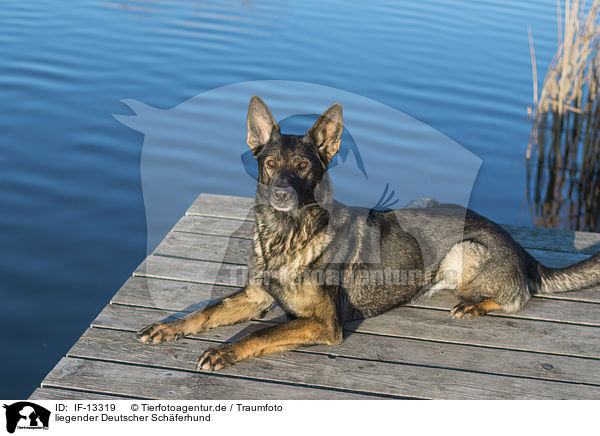 liegender Deutscher Schferhund / lying German Shepherd / IF-13319