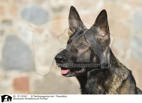 Deutscher Schferhund Portrait / German Shepherd Portrait / IF-13321