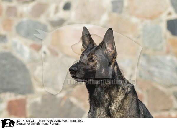Deutscher Schferhund Portrait / German Shepherd Portrait / IF-13322