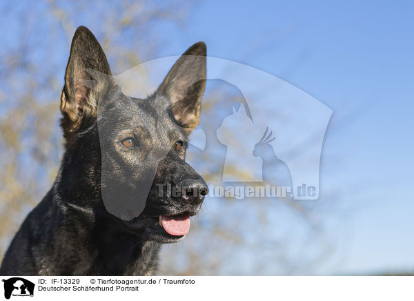 Deutscher Schferhund Portrait / German Shepherd Portrait / IF-13329