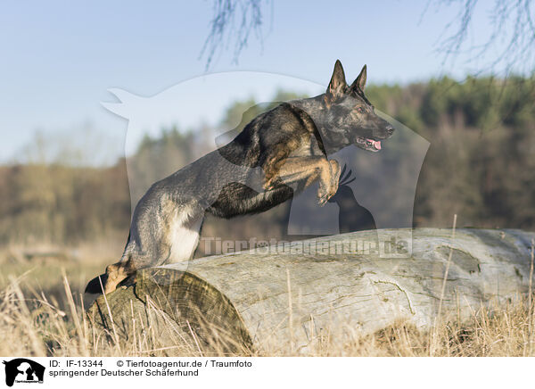 springender Deutscher Schferhund / jumping German Shepherd / IF-13344