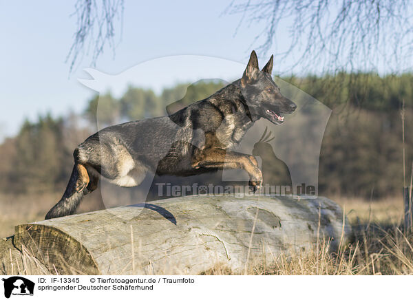 springender Deutscher Schferhund / jumping German Shepherd / IF-13345