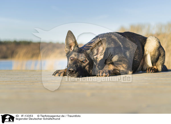 liegender Deutscher Schferhund / lying German Shepherd / IF-13353