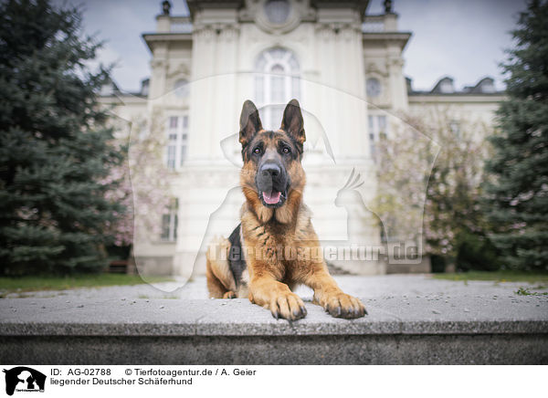 liegender Deutscher Schferhund / laying German Shepherd / AG-02788