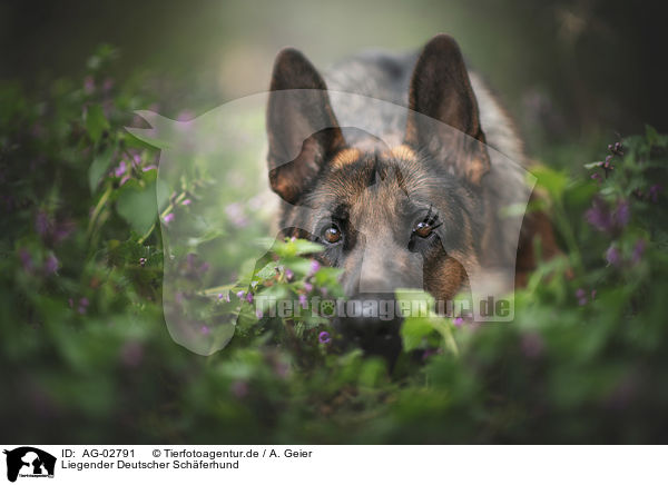 Liegender Deutscher Schferhund / lying German Shepherd / AG-02791