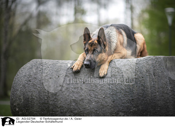 Liegender Deutscher Schferhund / lying German Shepherd / AG-02794