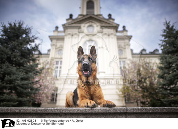 Liegender Deutscher Schferhund / lying German Shepherd / AG-02803
