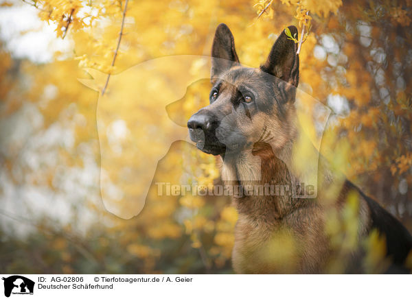 Deutscher Schferhund / German Shepherd / AG-02806