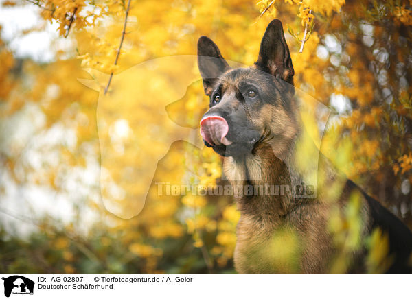 Deutscher Schferhund / German Shepherd / AG-02807