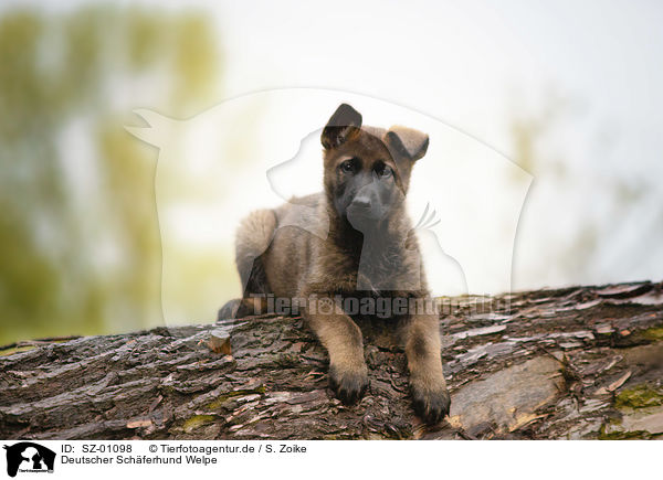 Deutscher Schferhund Welpe / German Shepherd Puppy / SZ-01098