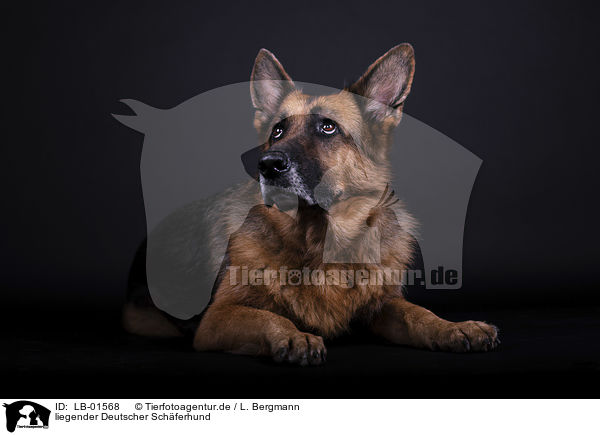 liegender Deutscher Schferhund / lying German Shepherd Dog / LB-01568
