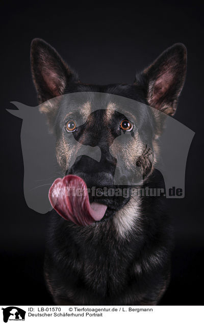 Deutscher Schferhund Portrait / German Shepherd Dog portrait / LB-01570