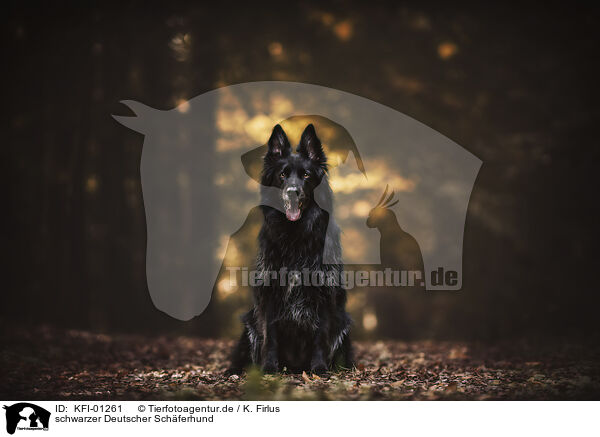 schwarzer Deutscher Schferhund / black German Shepherd / KFI-01261