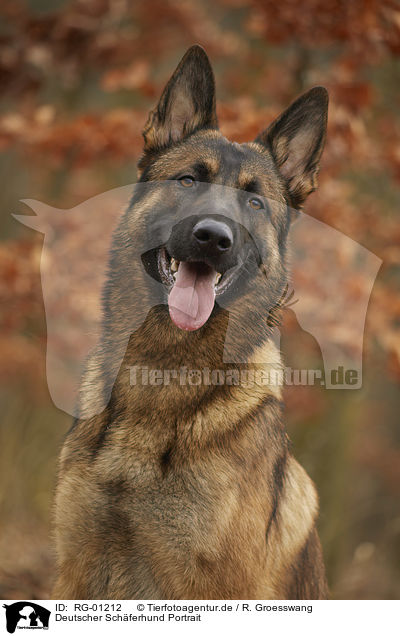 Deutscher Schferhund Portrait / German Shepherd Dog portrait / RG-01212