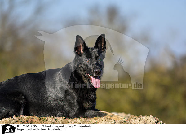 liegender Deutscher Schferhund / YJ-15635