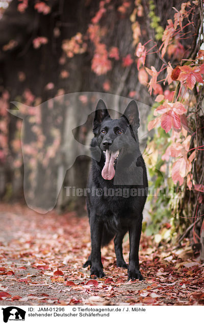 stehender Deutscher Schferhund / standing German Shepherd Dog / JAM-01296