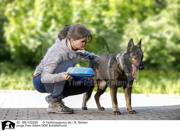 junge Frau fttert DDR Schferhund / young woman feeds GDR Shepherd / RR-102265