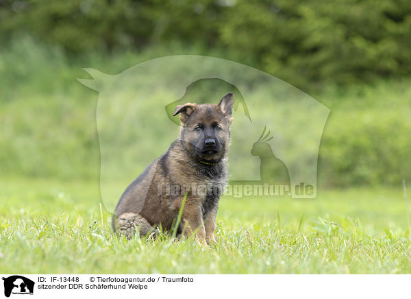 sitzender DDR Schferhund Welpe / sitting GDR Shepherd Puppy / IF-13448