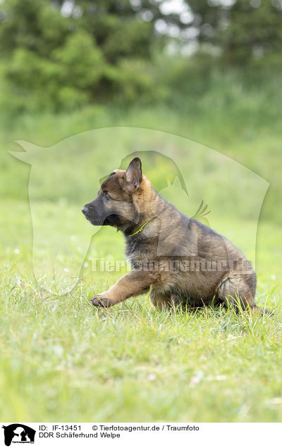 DDR Schferhund Welpe / GDR Shepherd Puppy / IF-13451